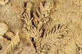 Fossil Pine Branches & Leaves Preserved In Travertine - Austria #113060-1